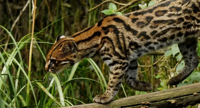 Димчаста тигрова кішка (Leopardus pardinoides)