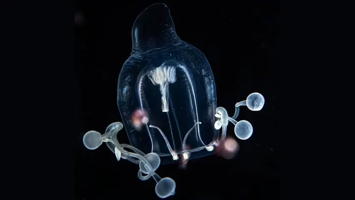 Новий вид медуз Zancleopsis grandis