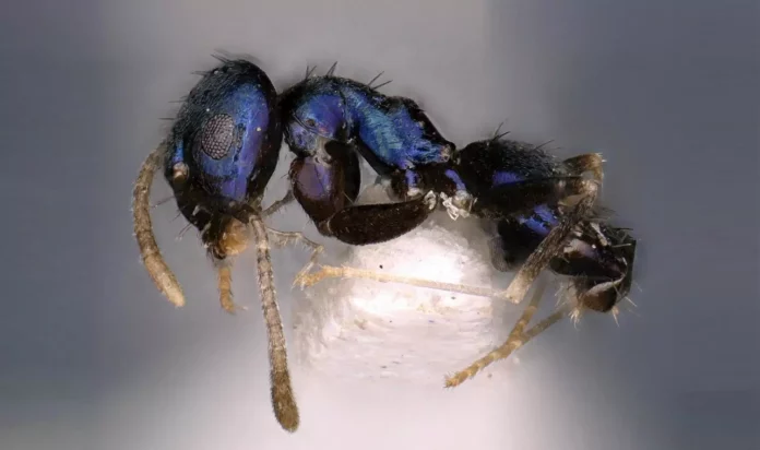 Новая металлическая синяя муравей