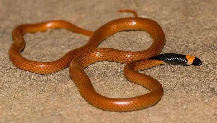 Rhynchocalamus hejazicus – новый вид змей