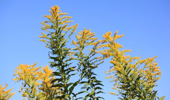 Золотушник високий (Solidago altissima)