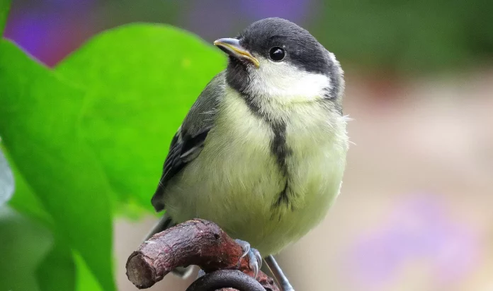 Мухоловка строката (Ficedula hypoleuca)