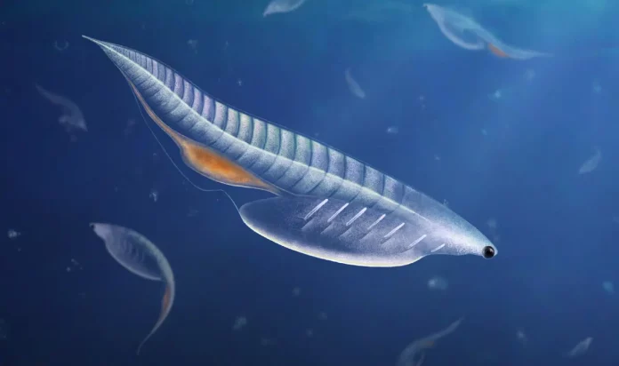 Новий вид м'якотілих хордових Nuucichthys rhynchocephalus