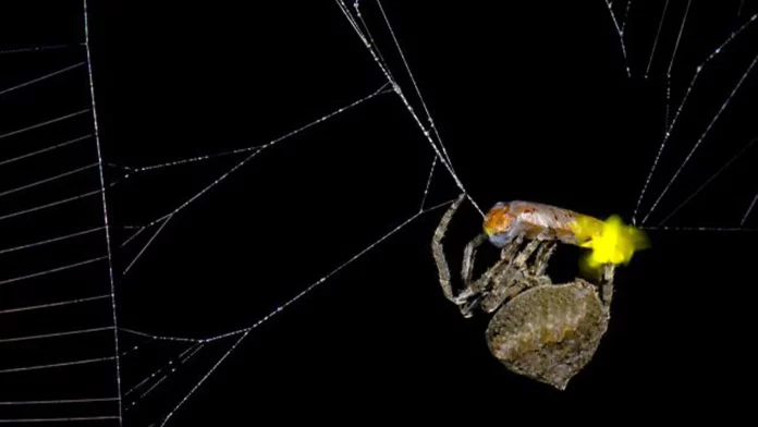 Павук Araneus ventricosus