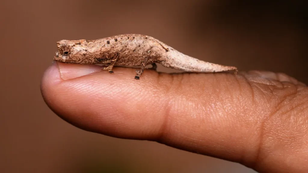 Хамелеон Brookesia nofy