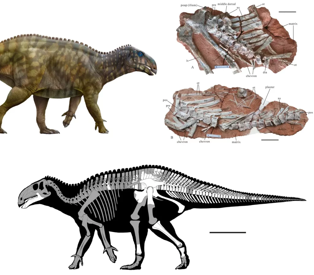 Динозавр Qianjiangsaurus changshengi